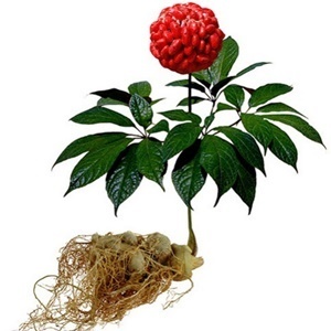 Ginseng in its composition